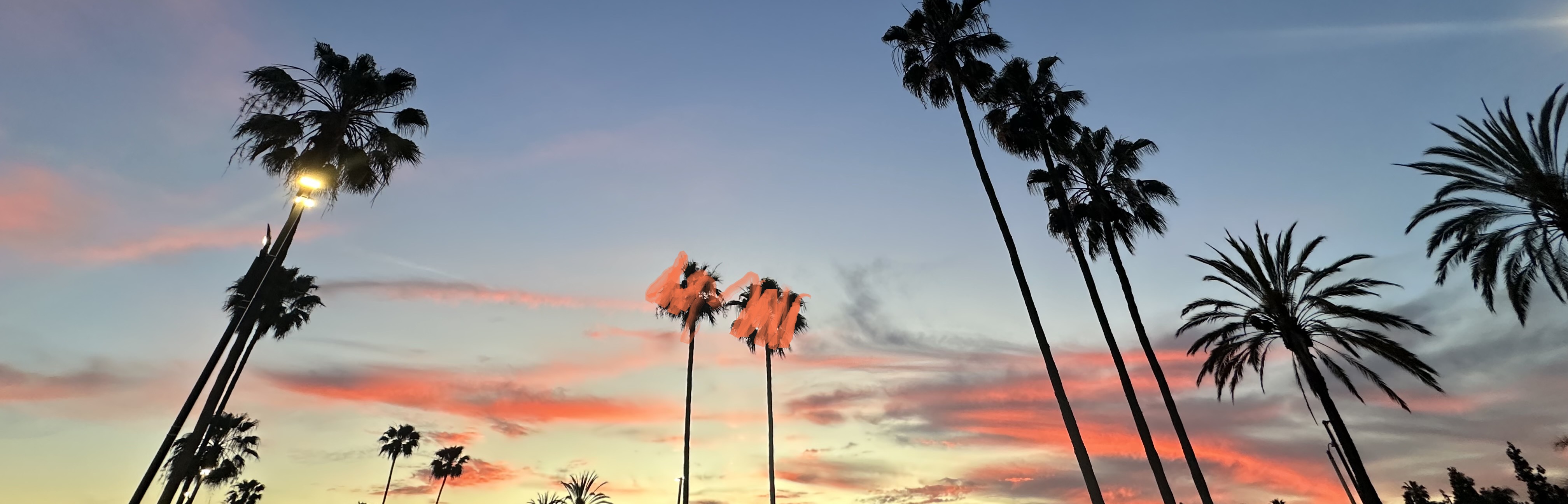 picture of palm trees